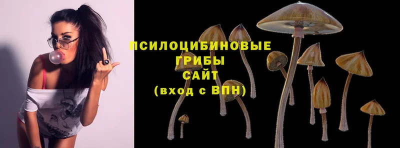 Галлюциногенные грибы Psilocybe  Высоковск 